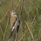 Indian Silverbill